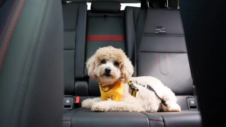 Dogs Trust
