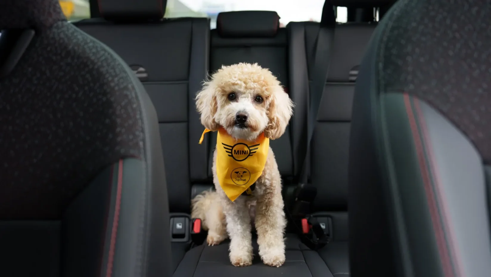 Dogs Trust